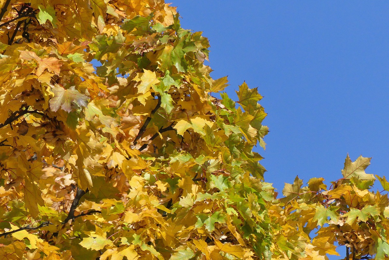 autumn  foliage  sky free photo