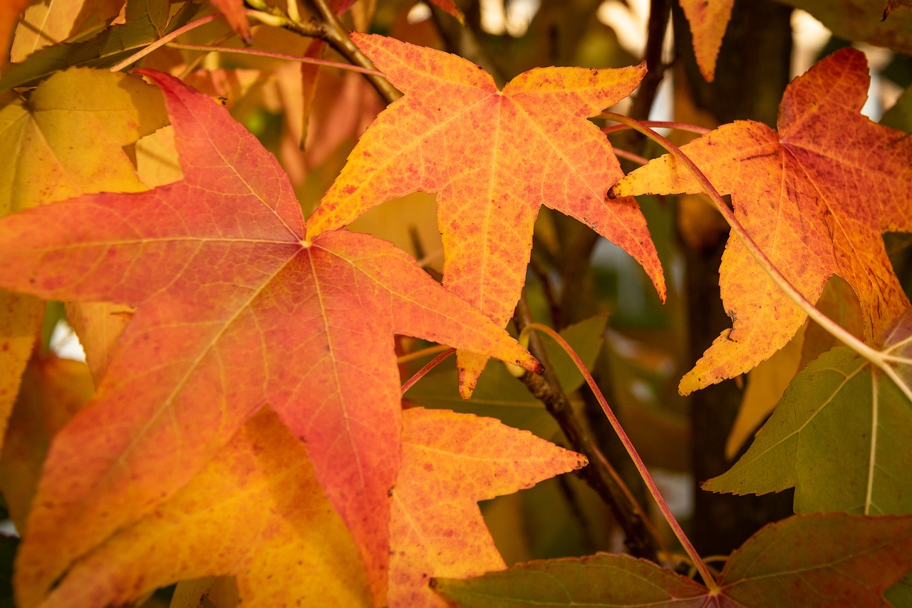 autumn  leaves  fall foliage free photo