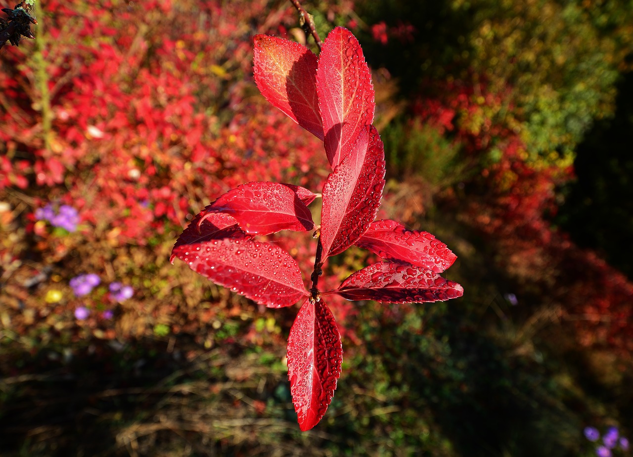 autumn  leaves  fall color free photo