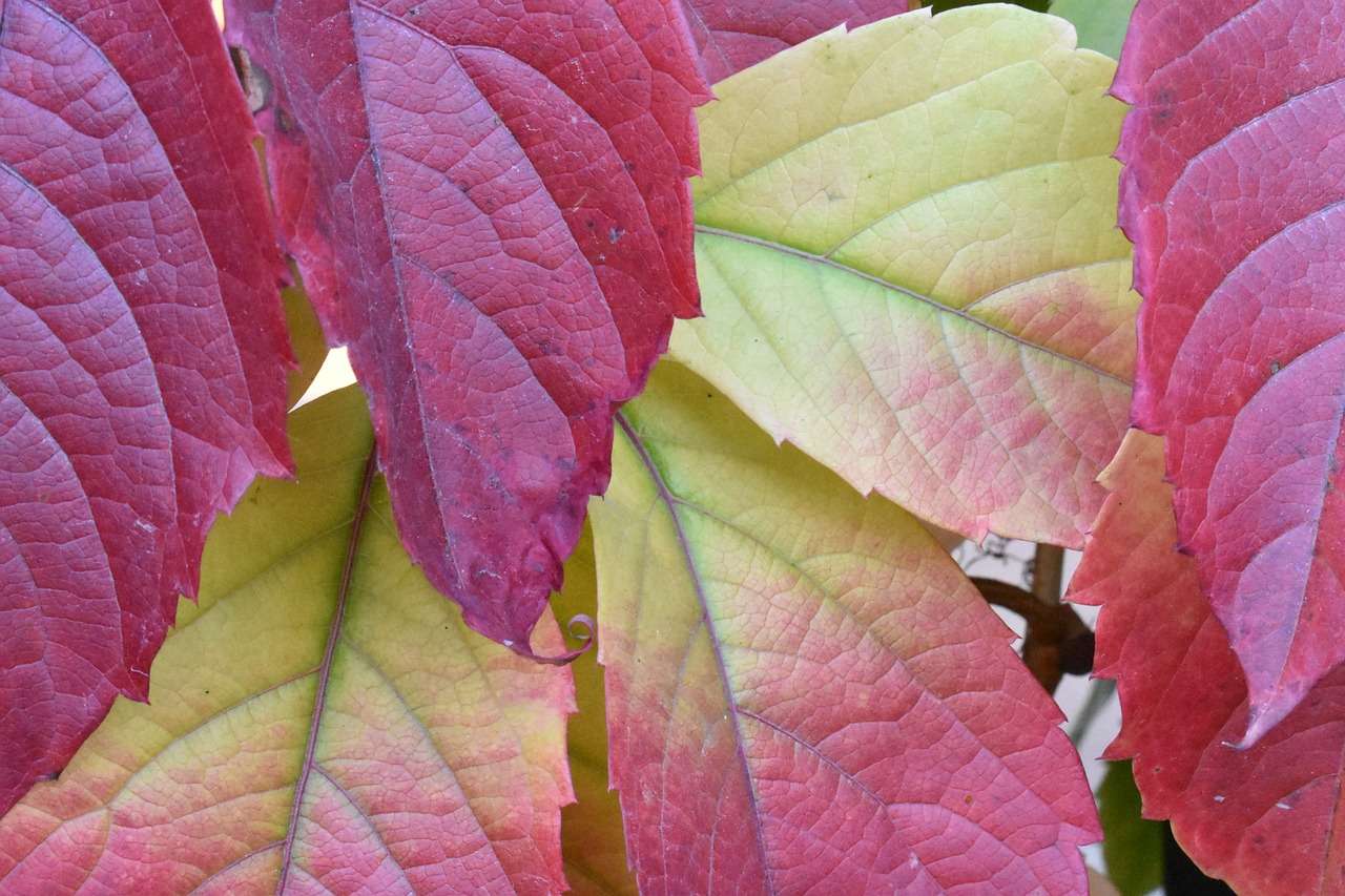 autumn  leaves  colorful free photo