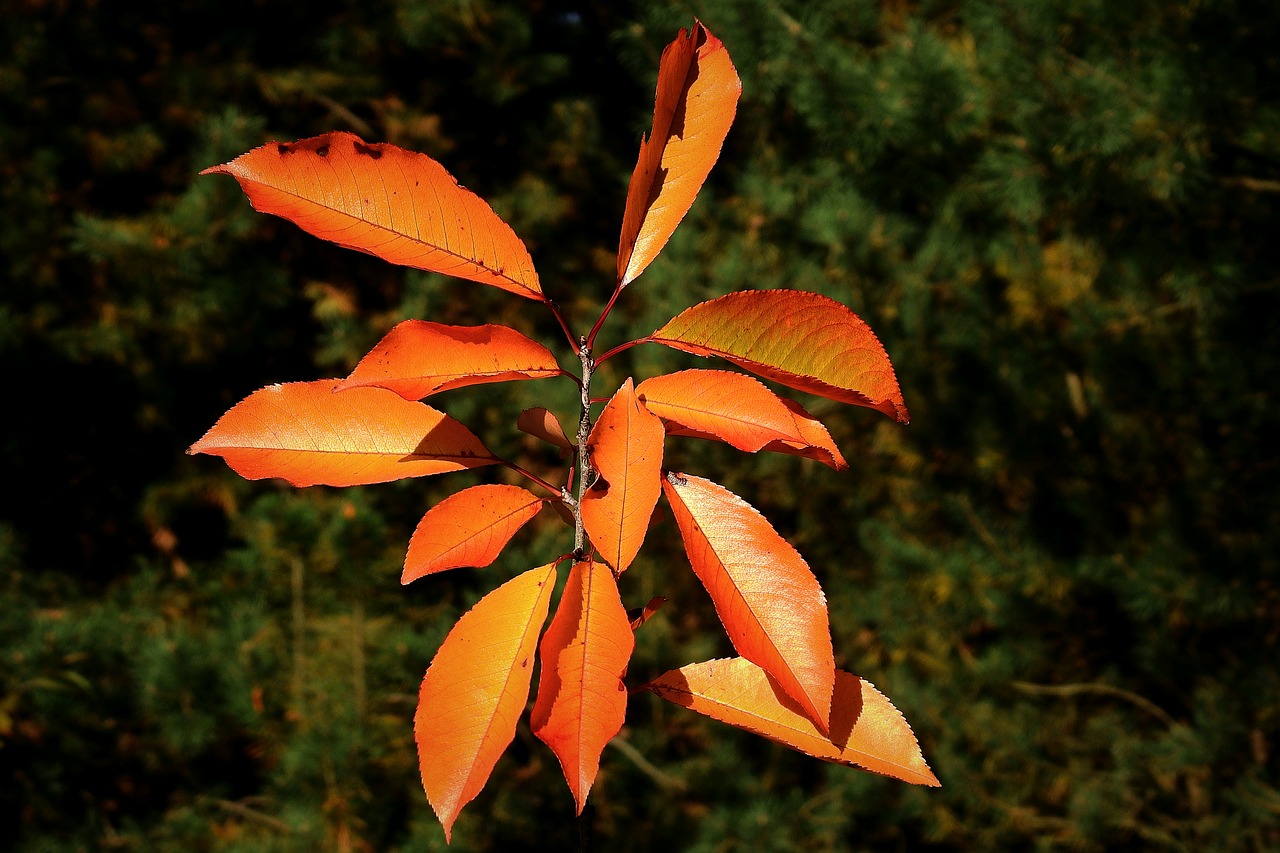 autumn  foliage  colorful free photo