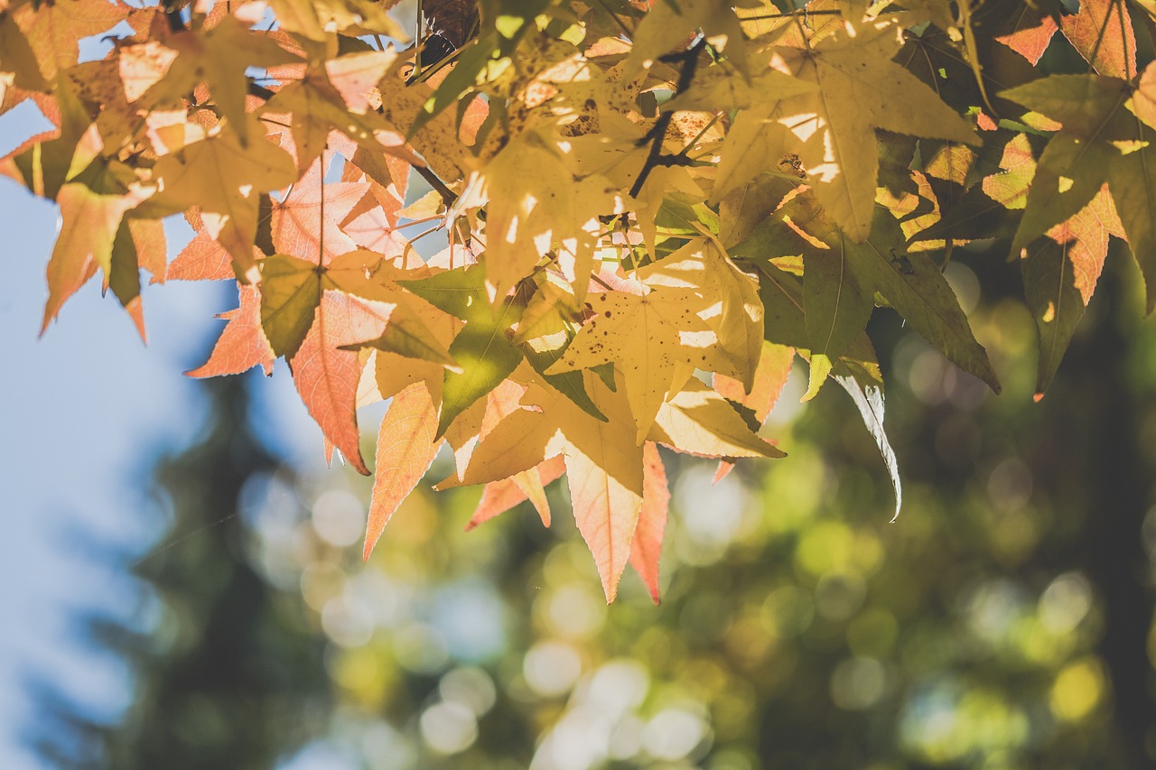 autumn  leaves  nature free photo