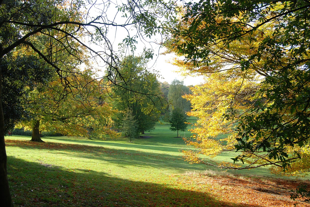 autumn trees fall free photo