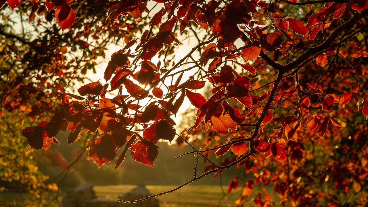 autumn  leaves  red free photo