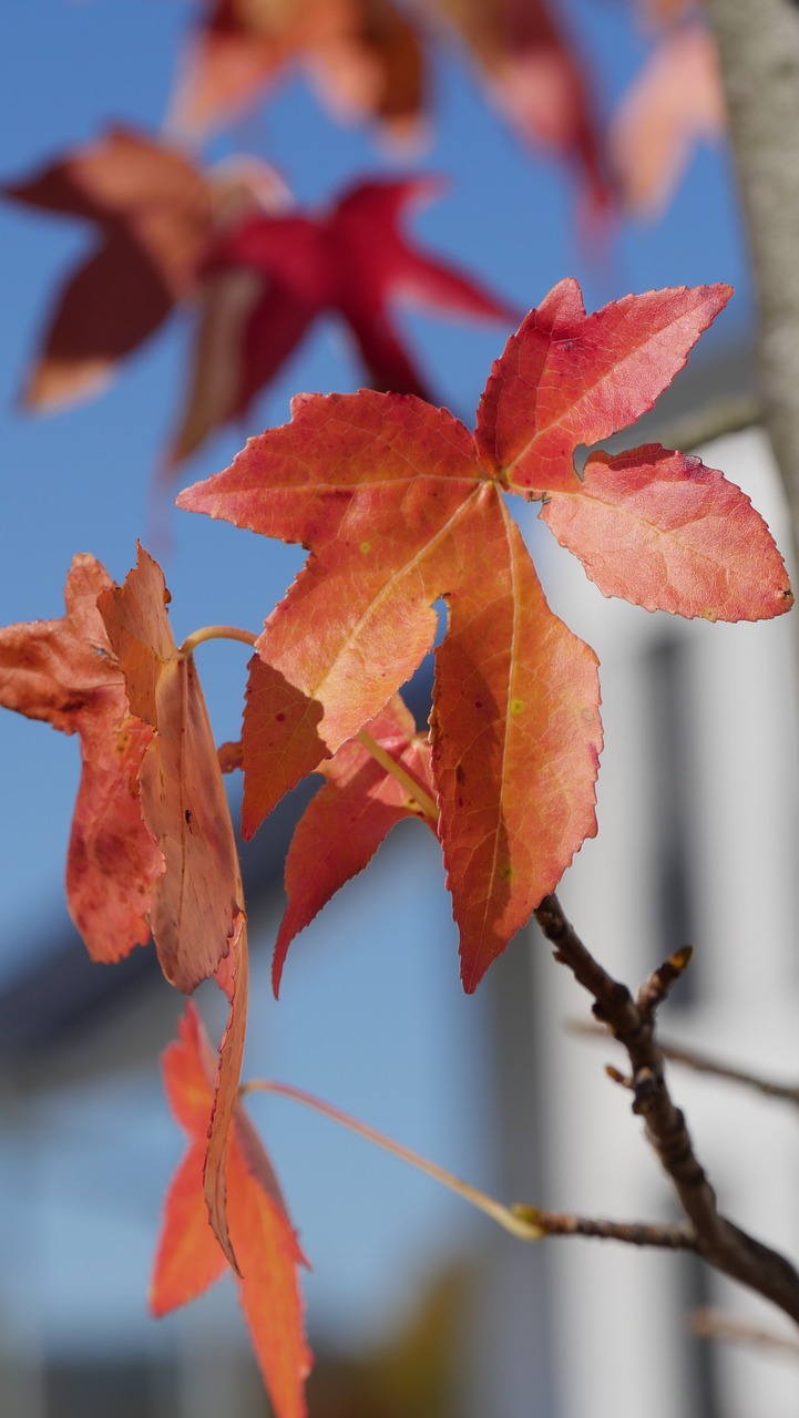 autumn  leaves  season free photo