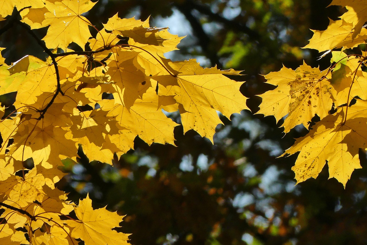 autumn  kraków  foliage free photo