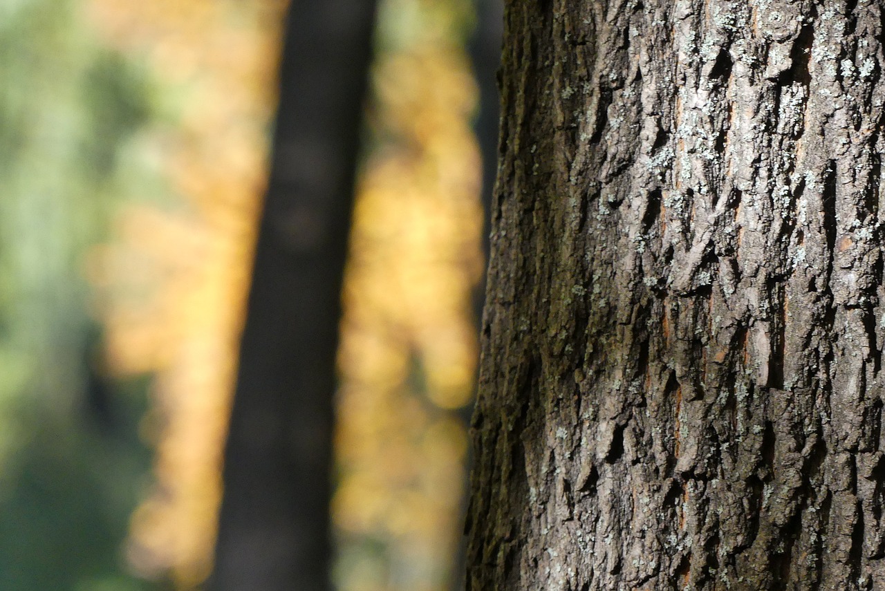 autumn  kraków  tree free photo