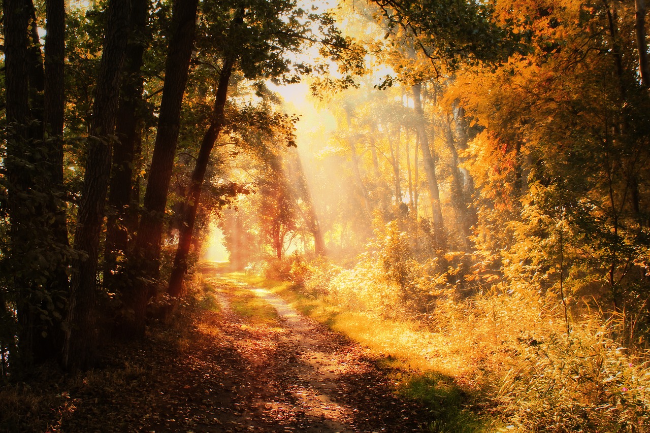 autumn  golden october  october free photo