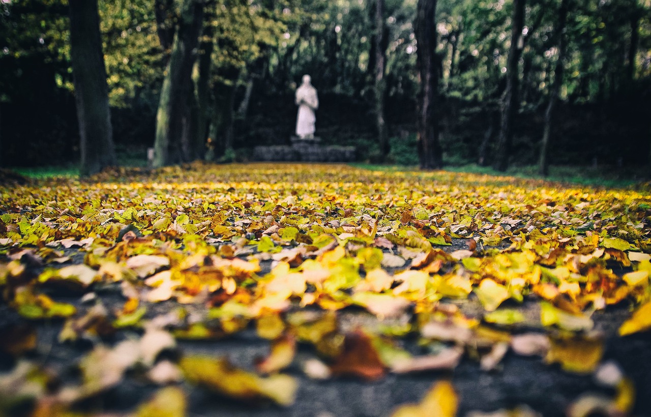 autumn  foliage  in the fall free photo