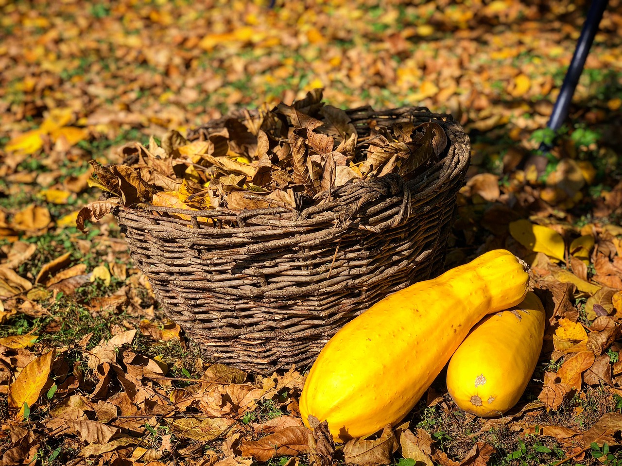 autumn  holidays  leaves free photo