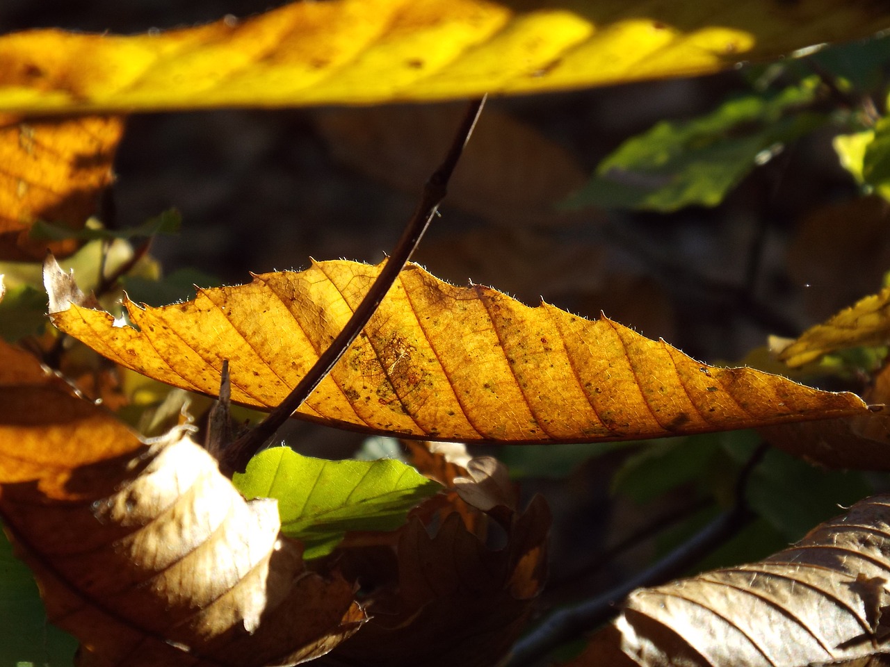 autumn  leaves  sun free photo