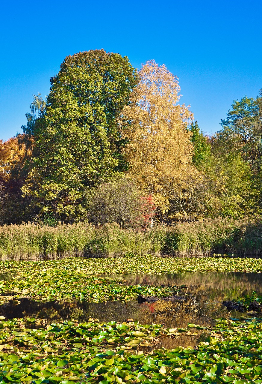 autumn  park  foliage free photo