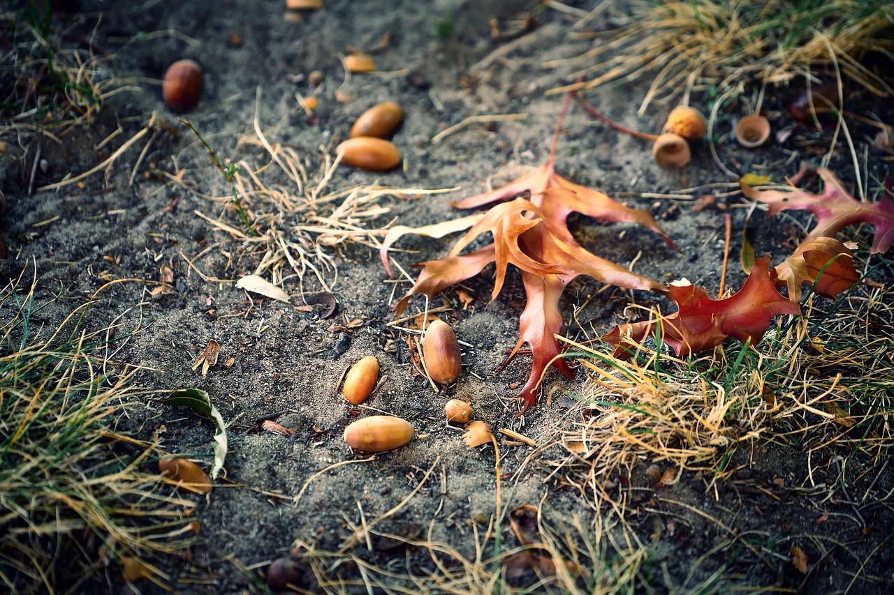 autumn  october  leaves free photo