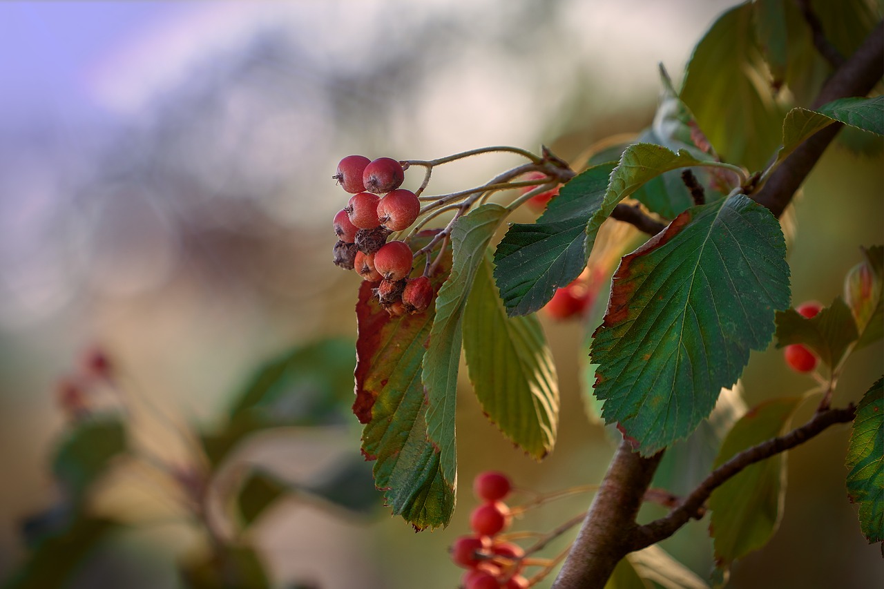 autumn  october  leaves free photo