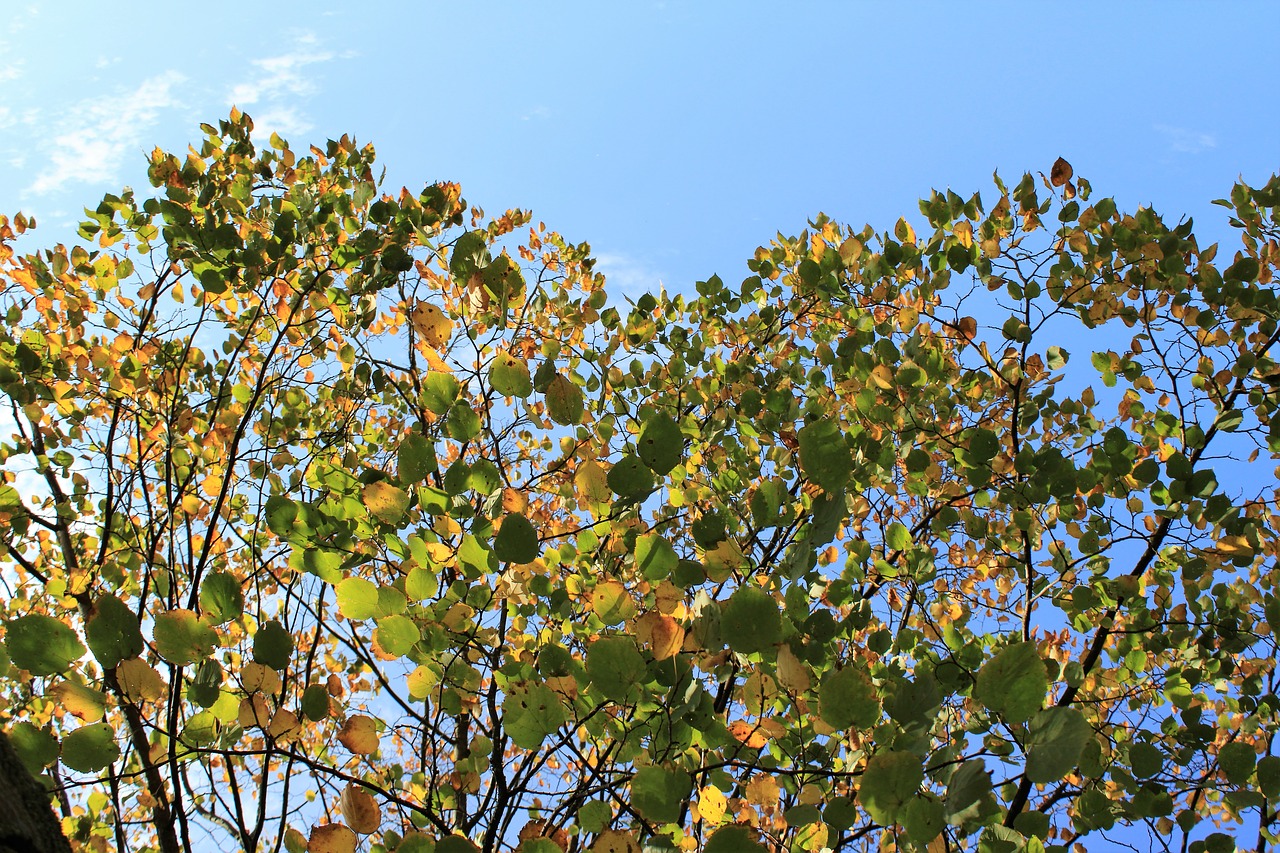 autumn  nature  autumn leaves free photo