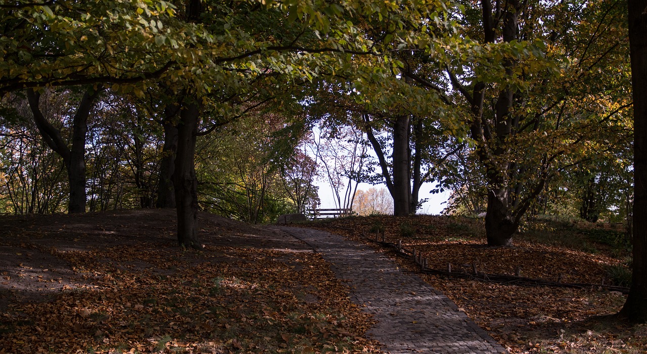 autumn  park  nature free photo