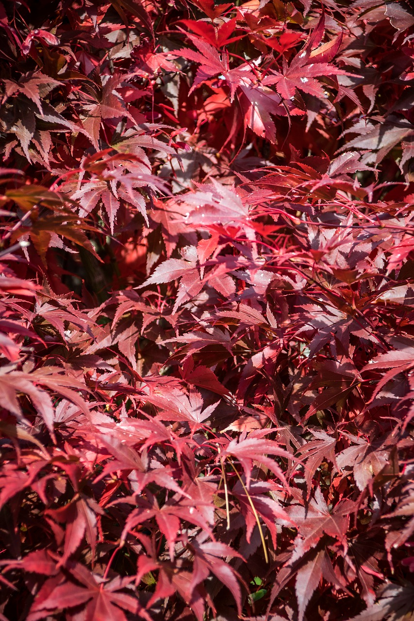 autumn  grass  nature free photo