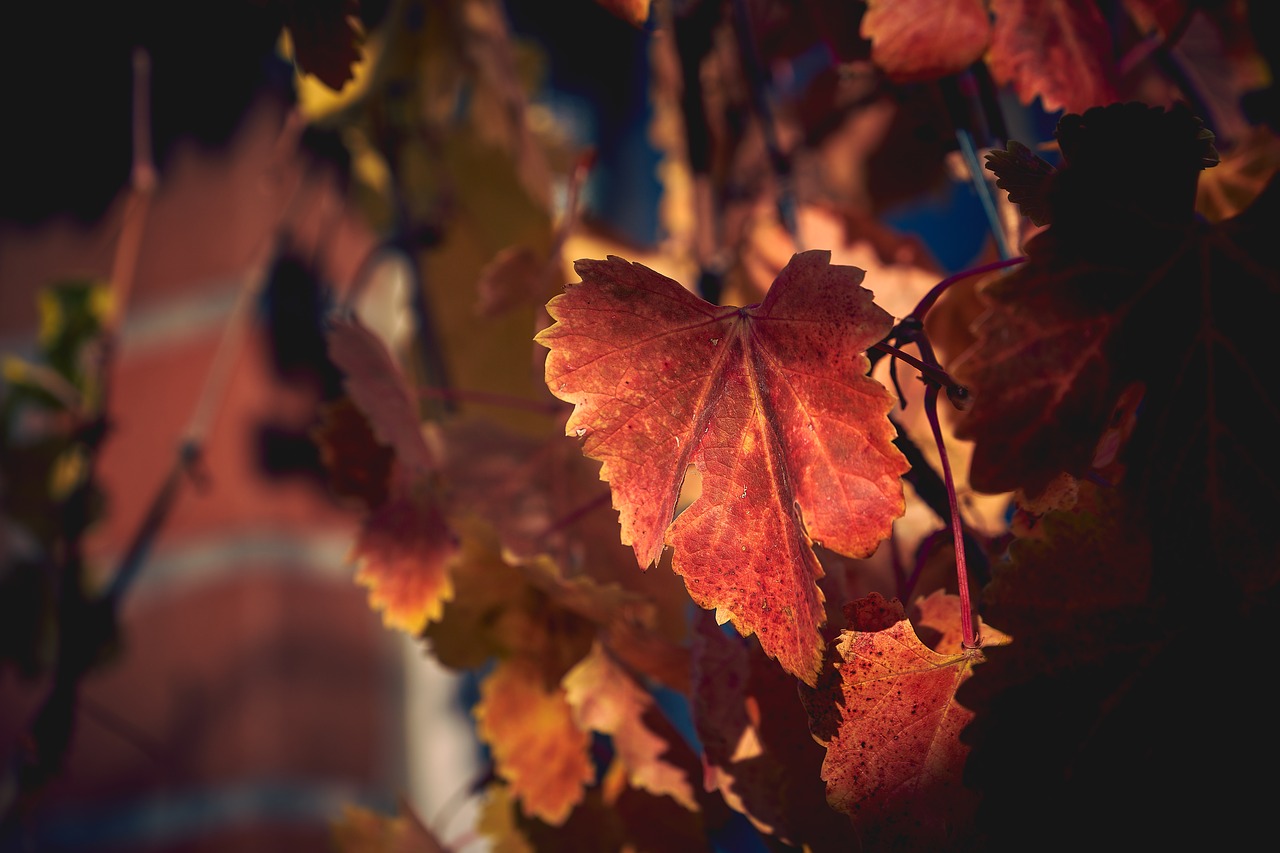 autumn  wine  leaves free photo