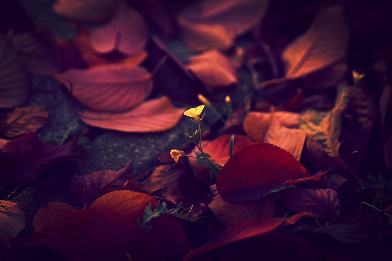 autumn  leaf  leaves free photo