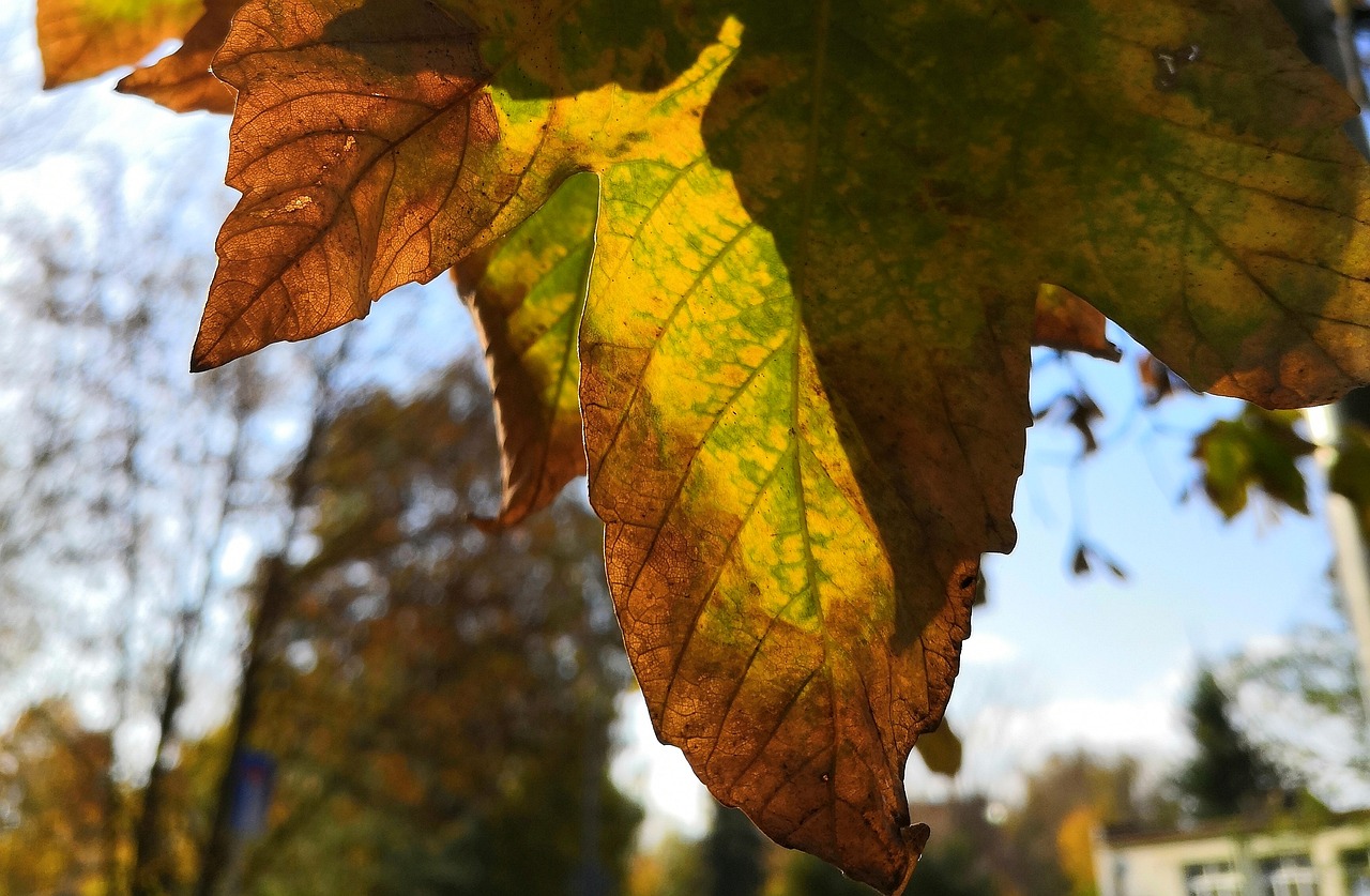 autumn  colored  leaf free photo