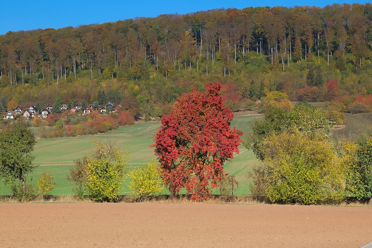 autumn  colorful  nature free photo