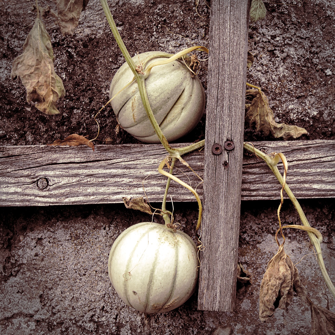 autumn  garden  pumpkin free photo