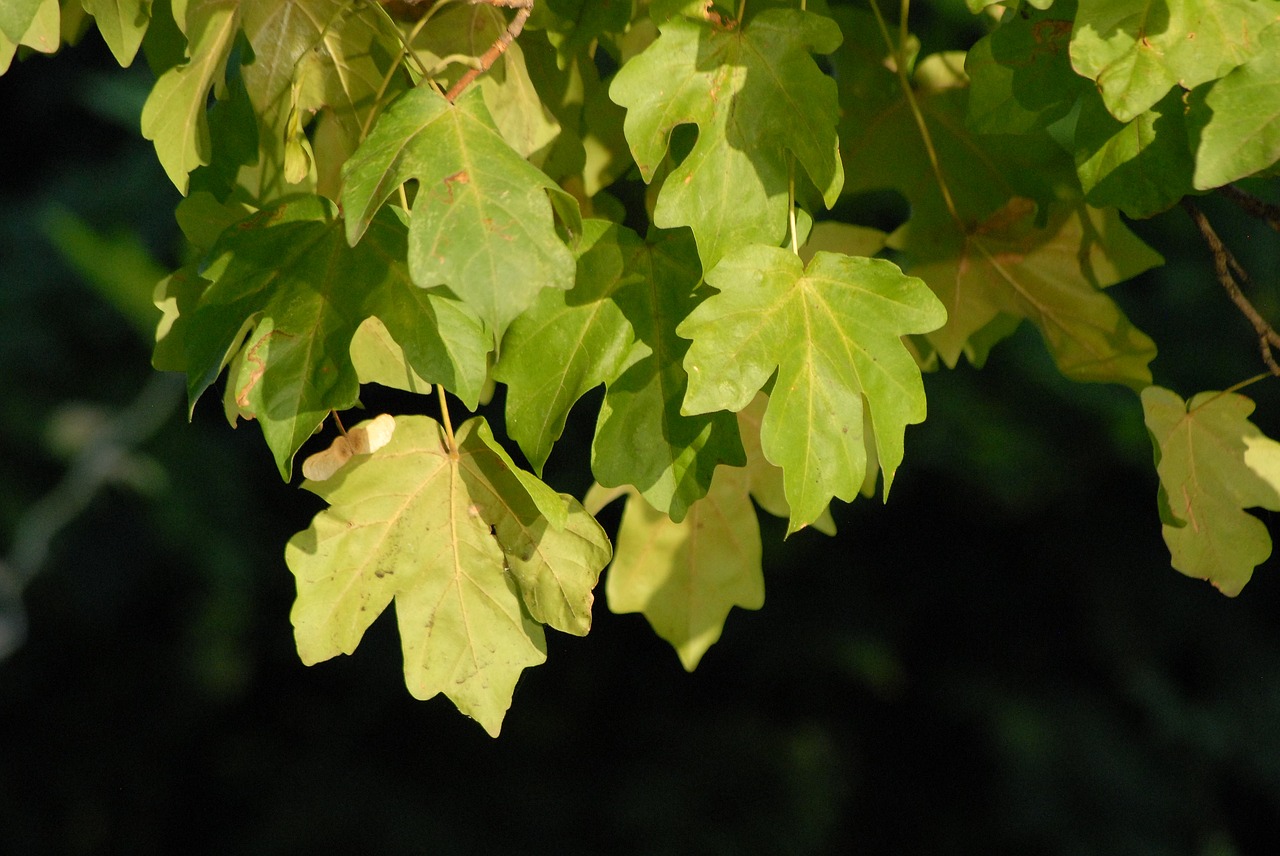 autumn  leaves  leaf free photo