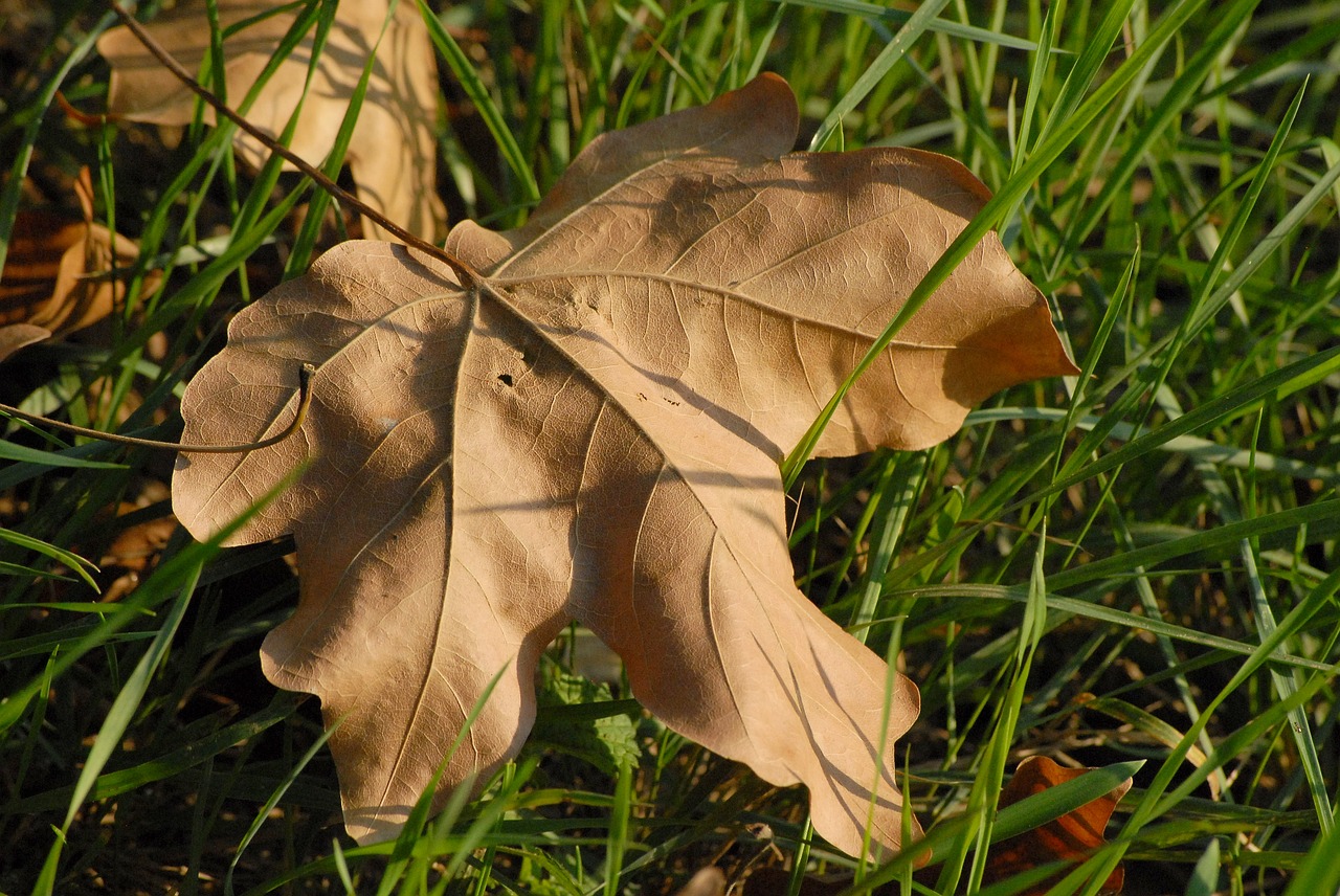 autumn  leaf  fall free photo