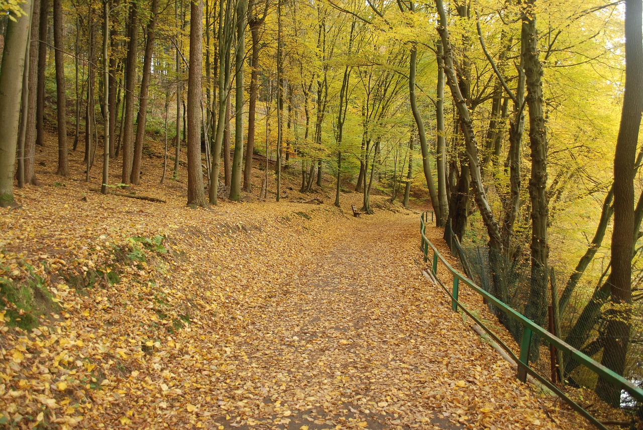 autumn  forest  trees free photo