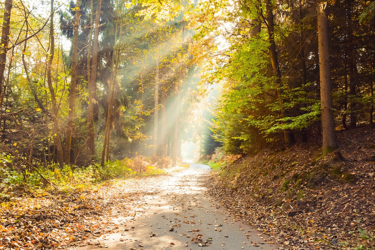 autumn  leaves  forest free photo