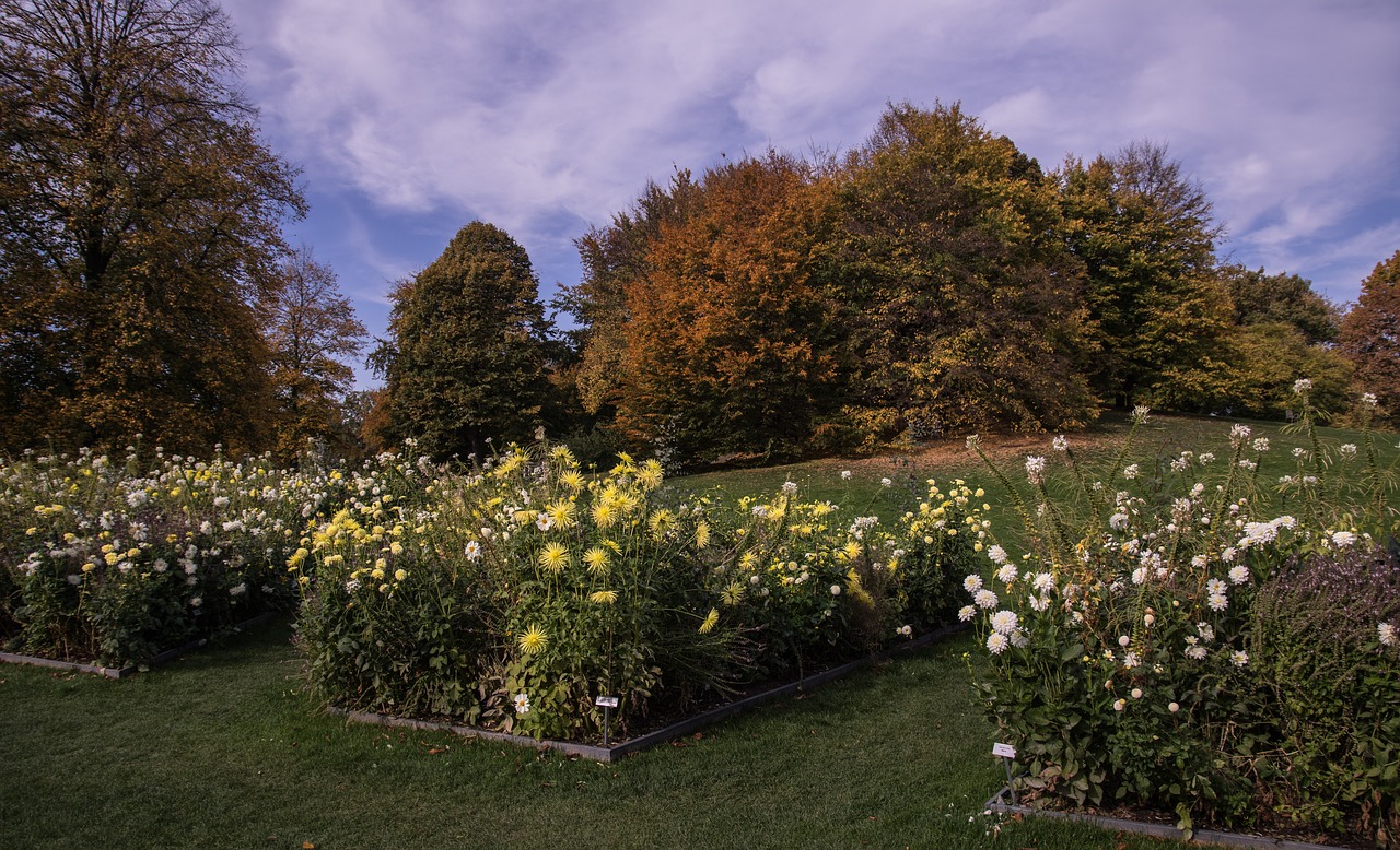 autumn  garden  nature free photo