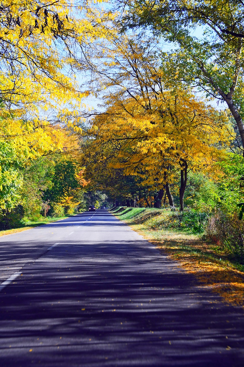 autumn  autumn road  autumn mood free photo