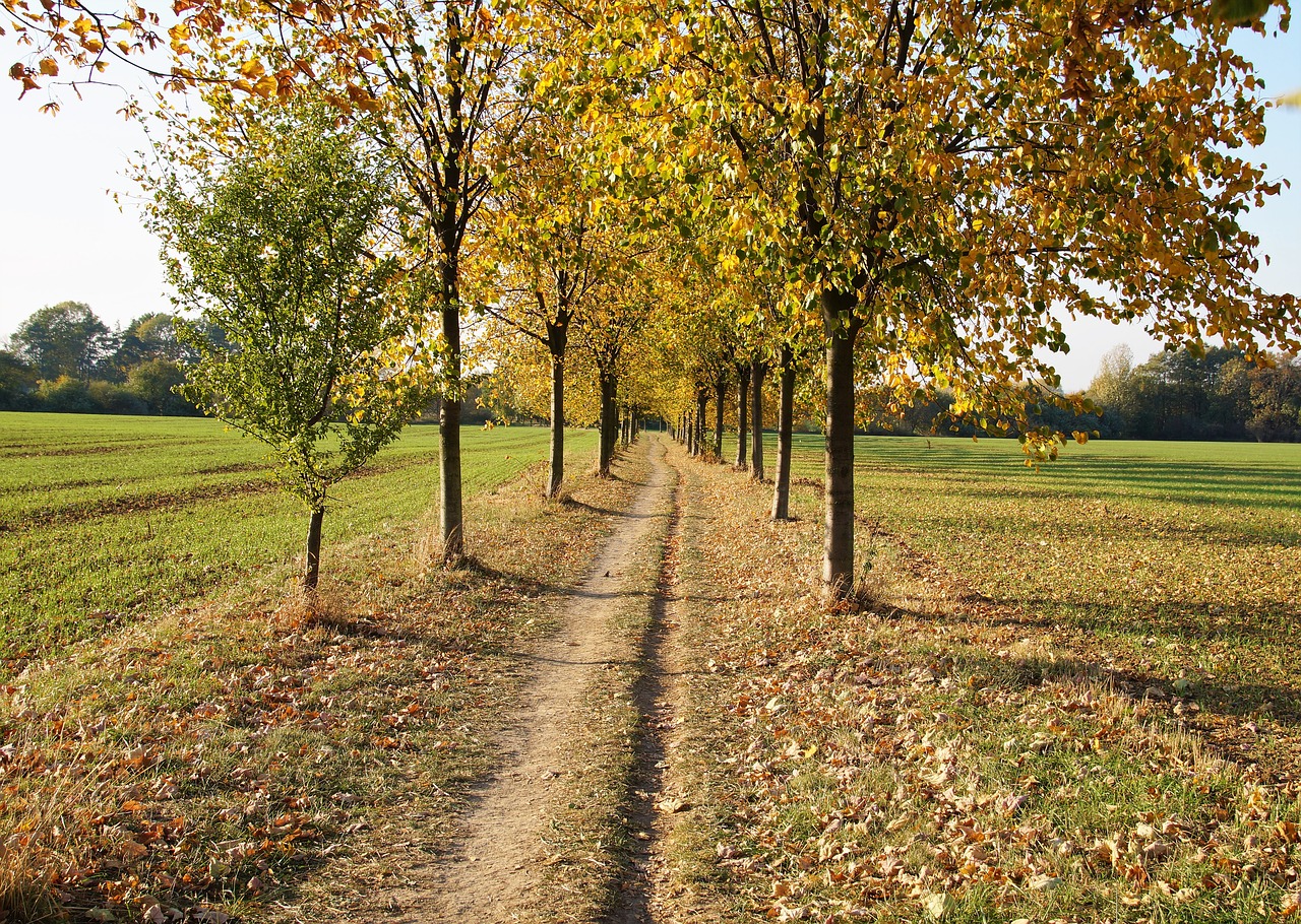 autumn  yellow  path free photo