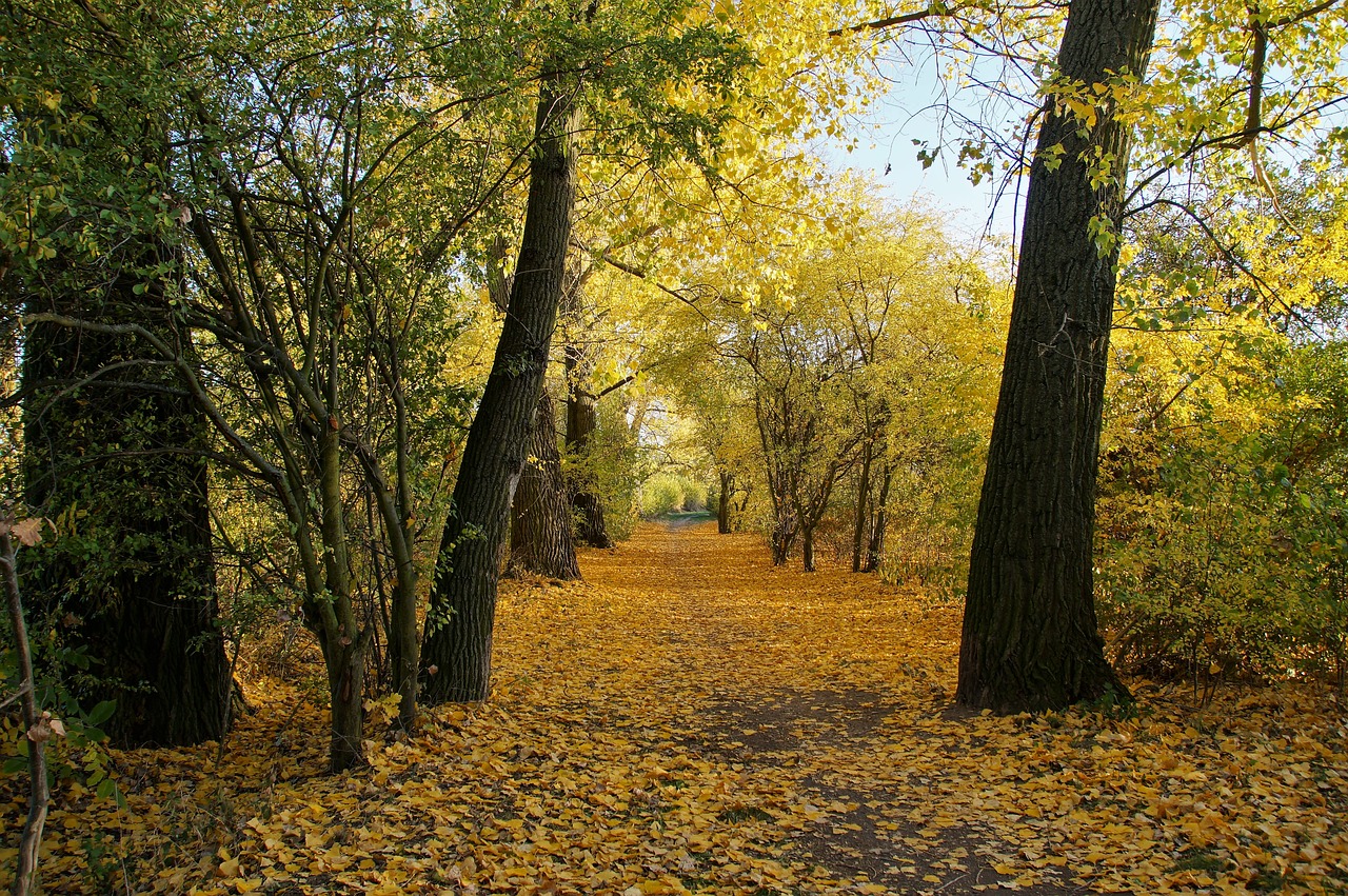 autumn  yellow  path free photo