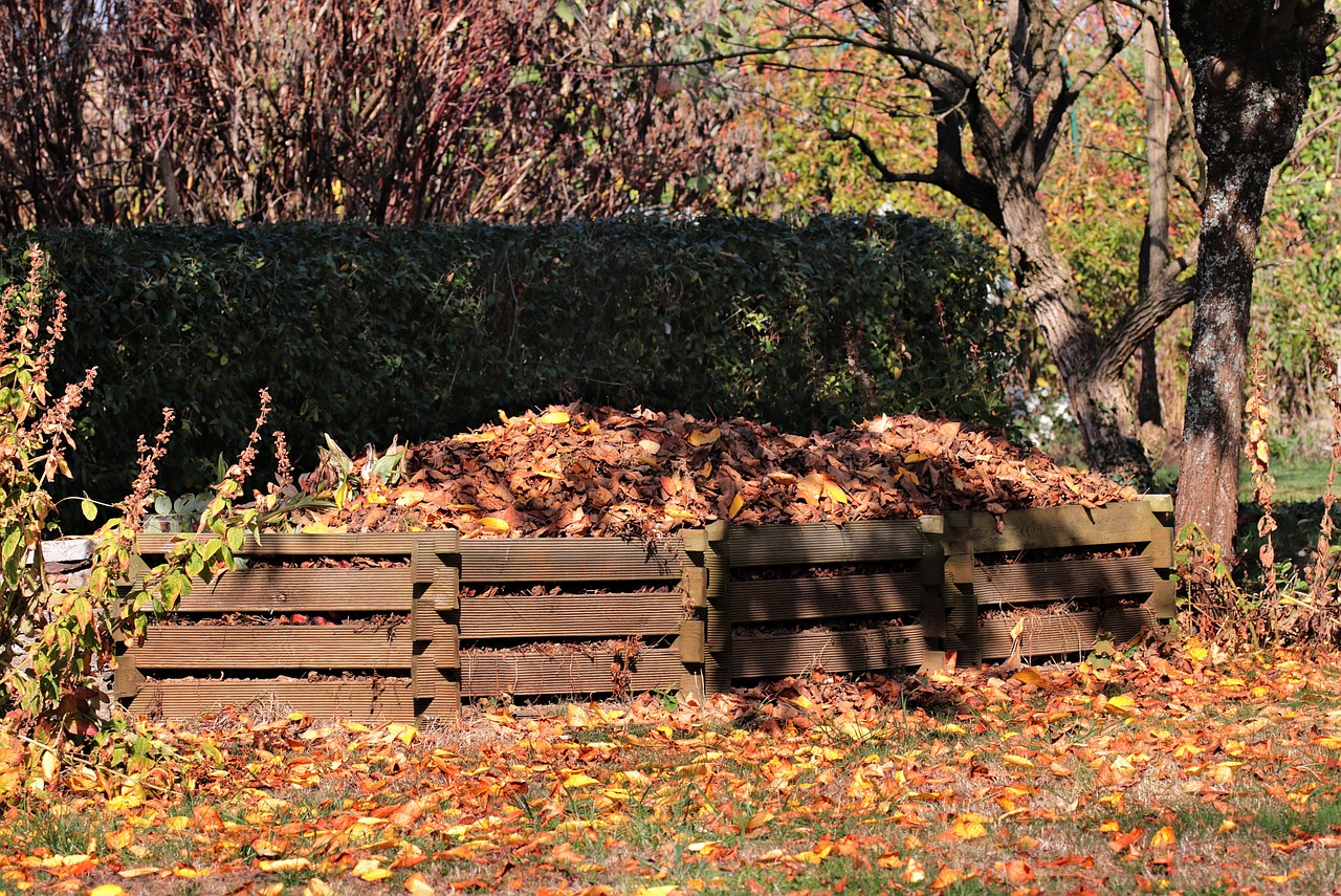 autumn  meadow  leaves free photo