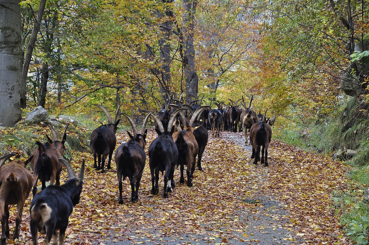autumn  leaves  goats free photo