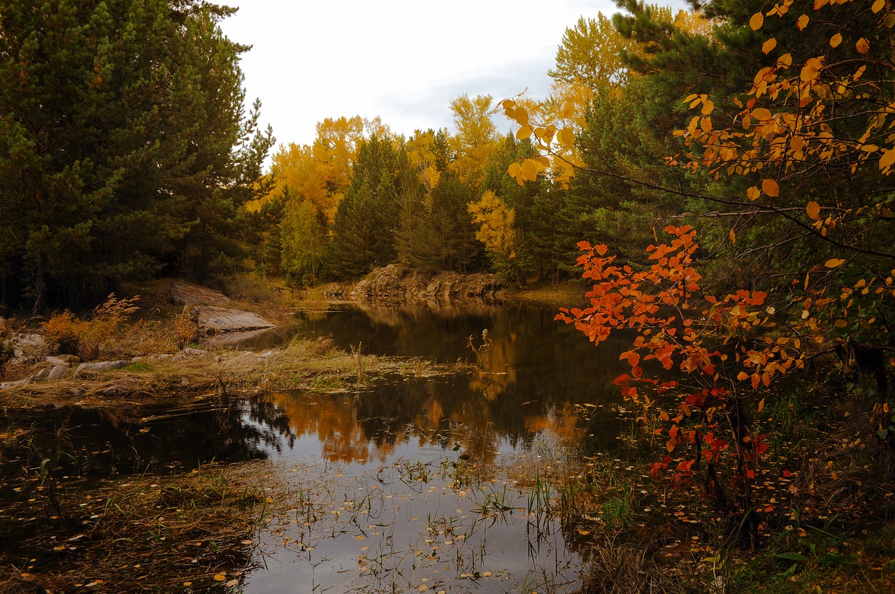 autumn  landscape  forest free photo