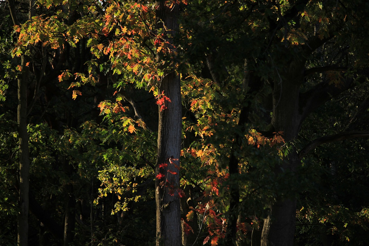 autumn  color  forest free photo