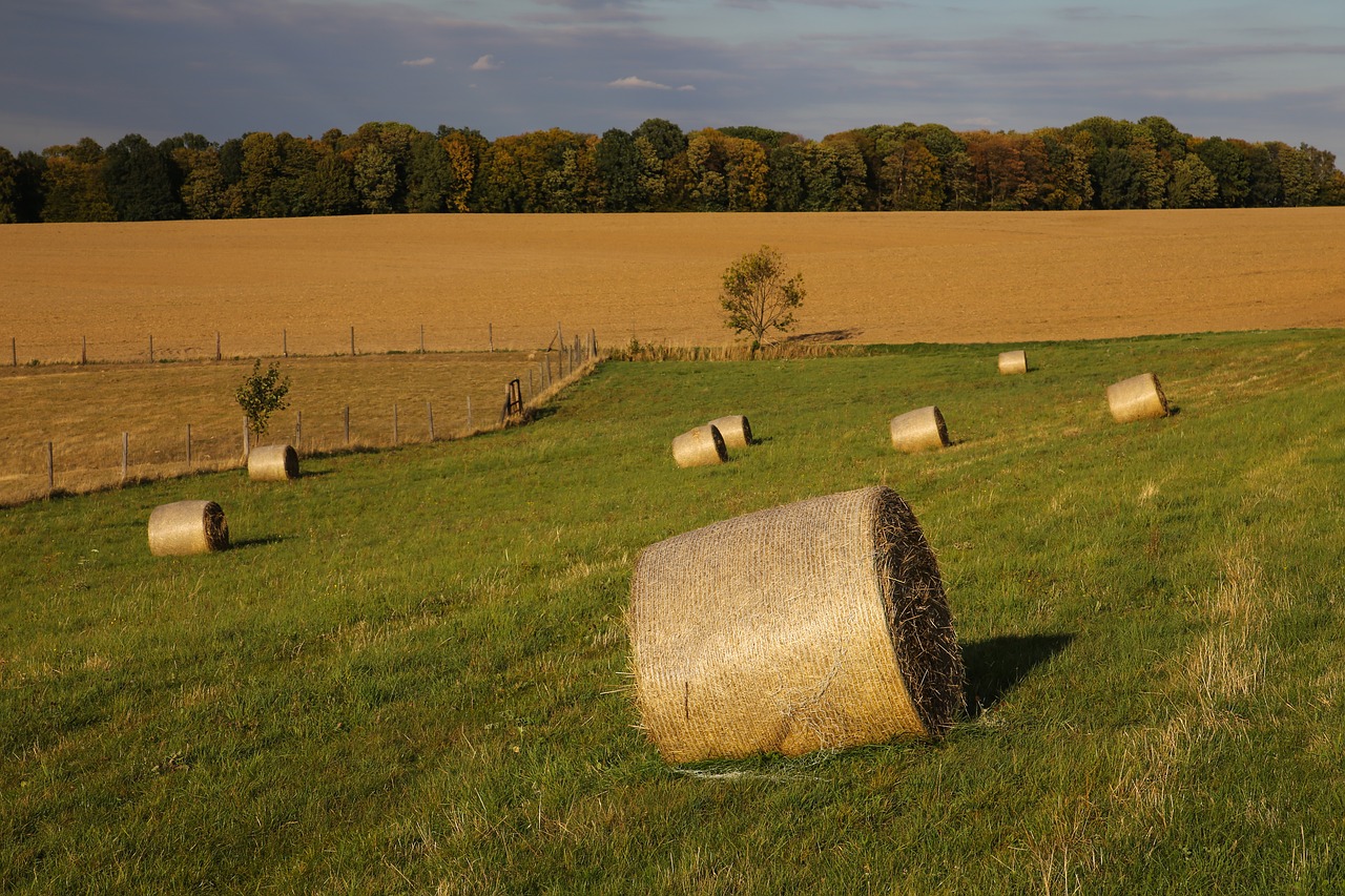 autumn  harvest  straw bales free photo