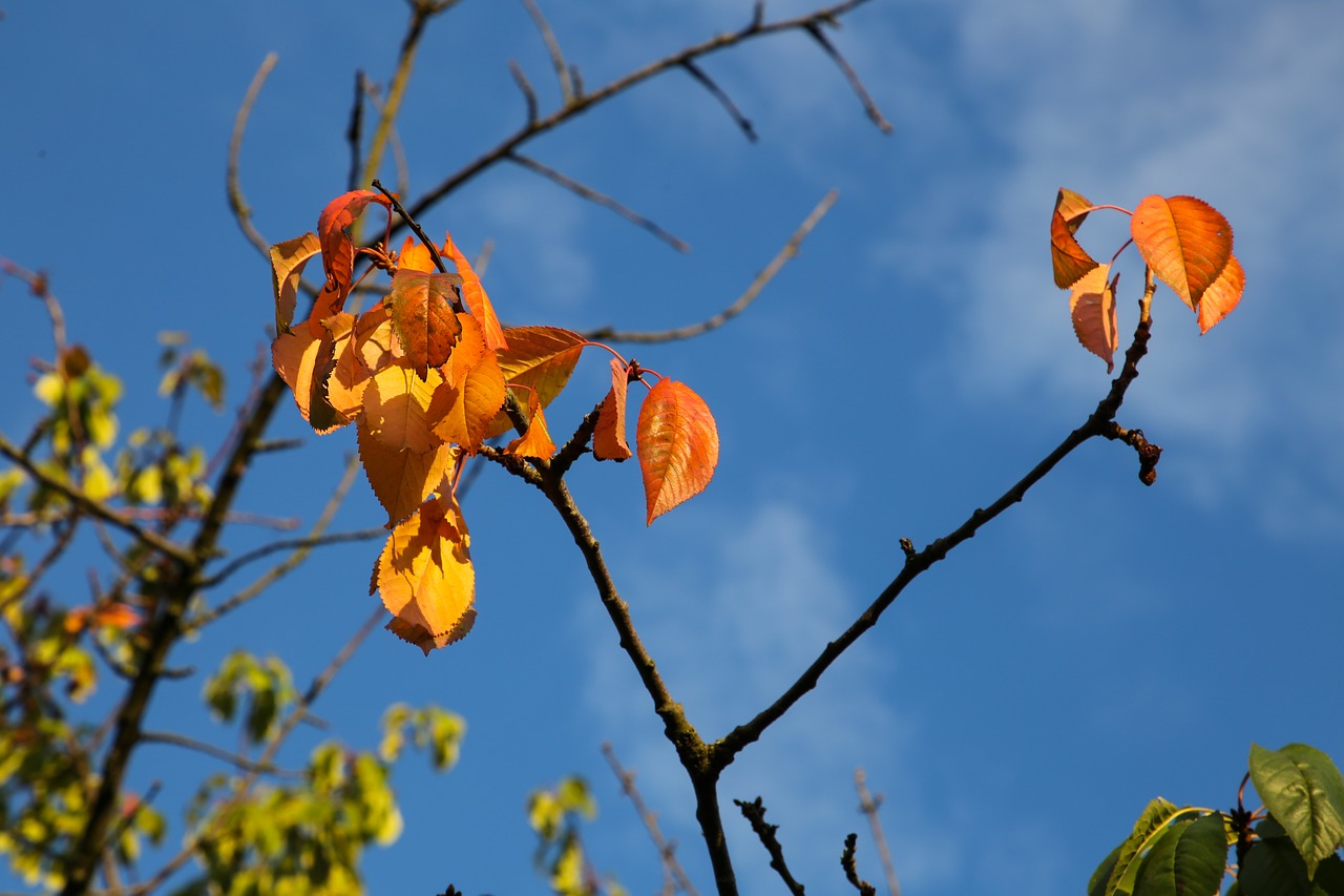 autumn  leaves  fall color free photo