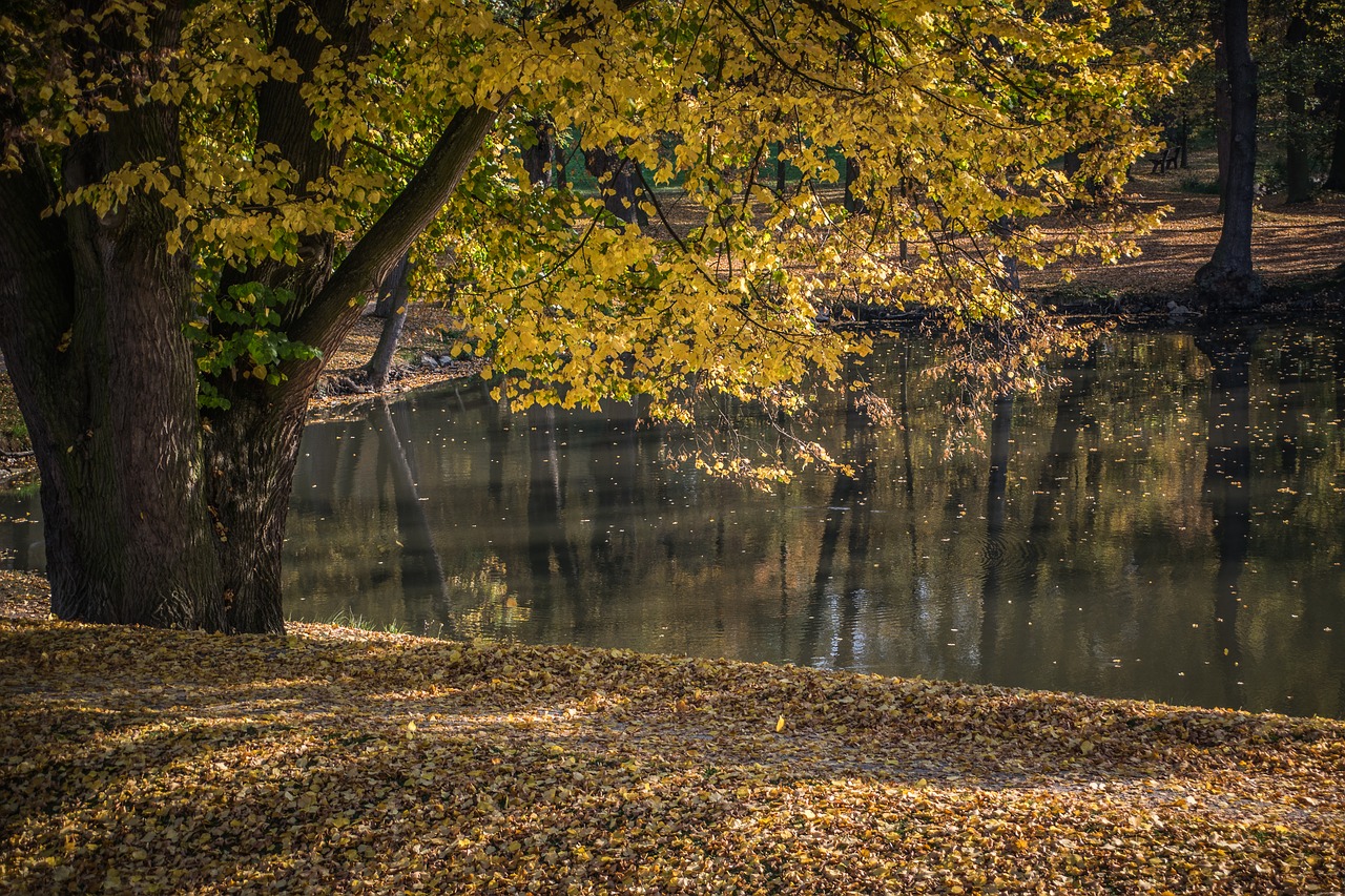 autumn  park  foliage free photo