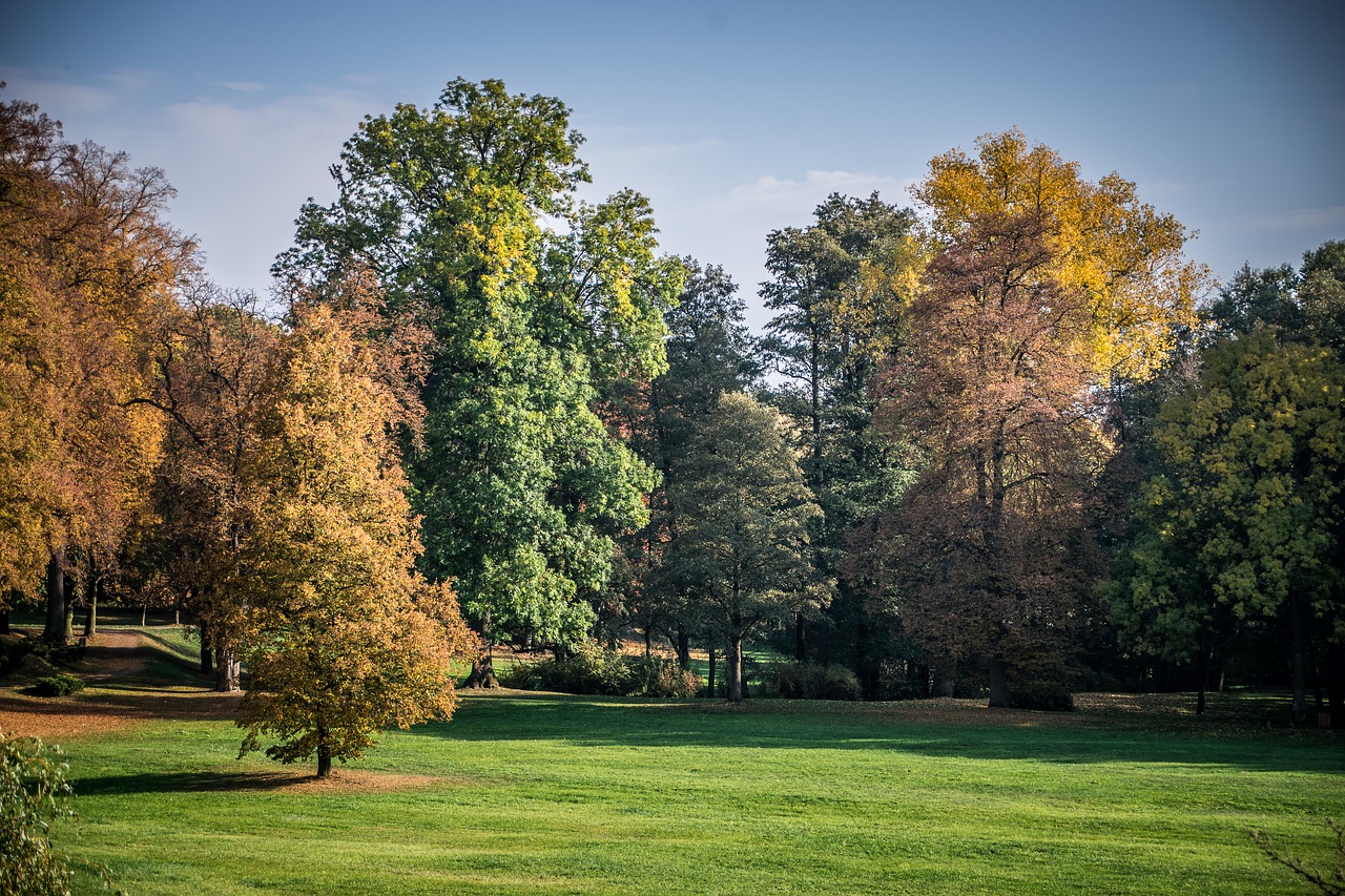 autumn  park  foliage free photo