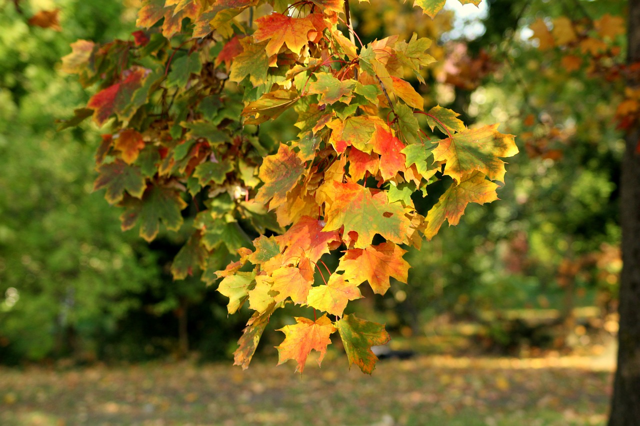 autumn  colorful leaves  autumn landscape free photo