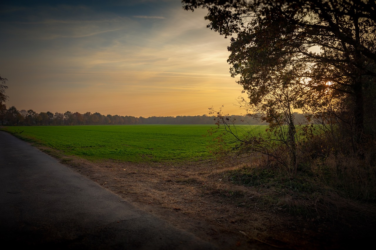 autumn  sunset  tree free photo