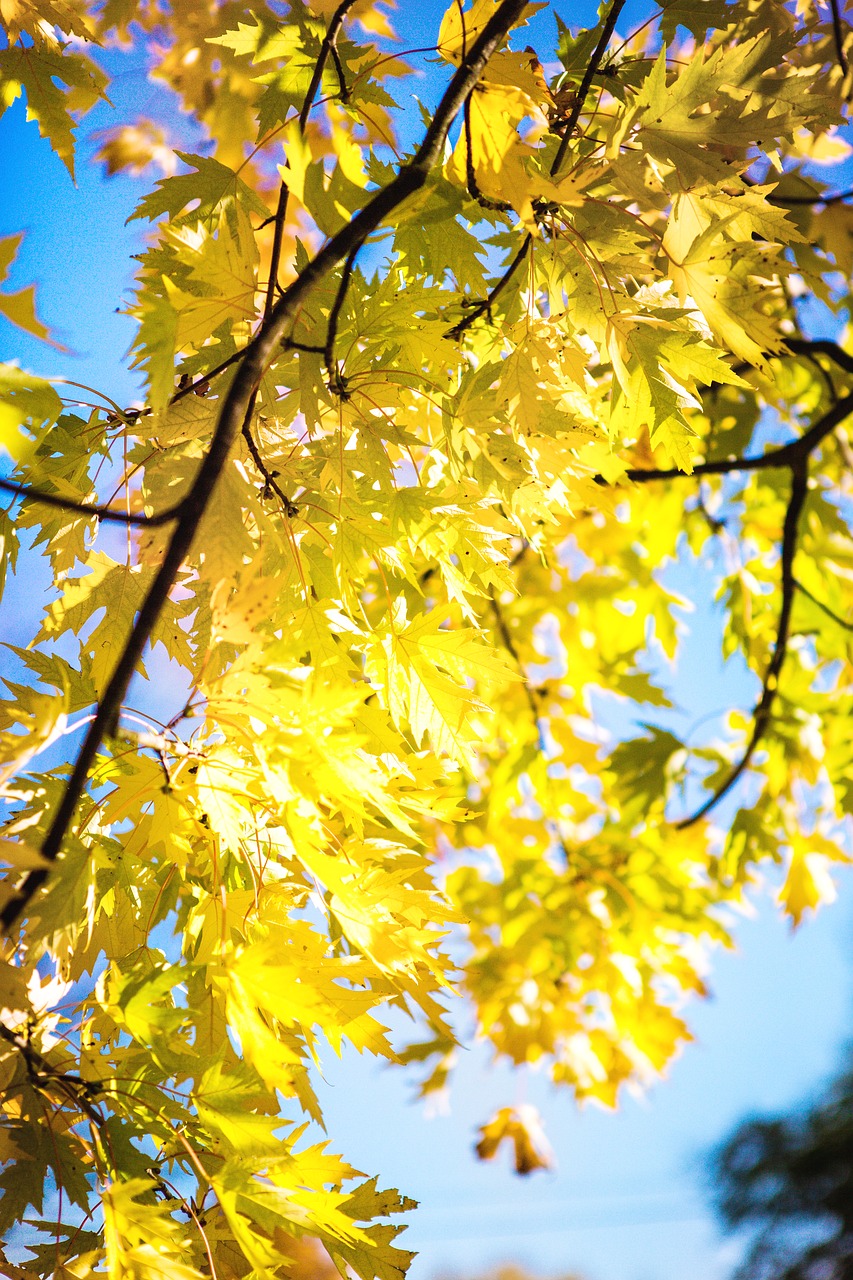 autumn  orange  leaves free photo