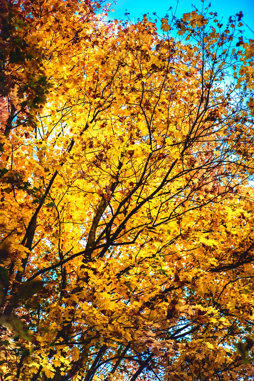 autumn  orange  leaves free photo
