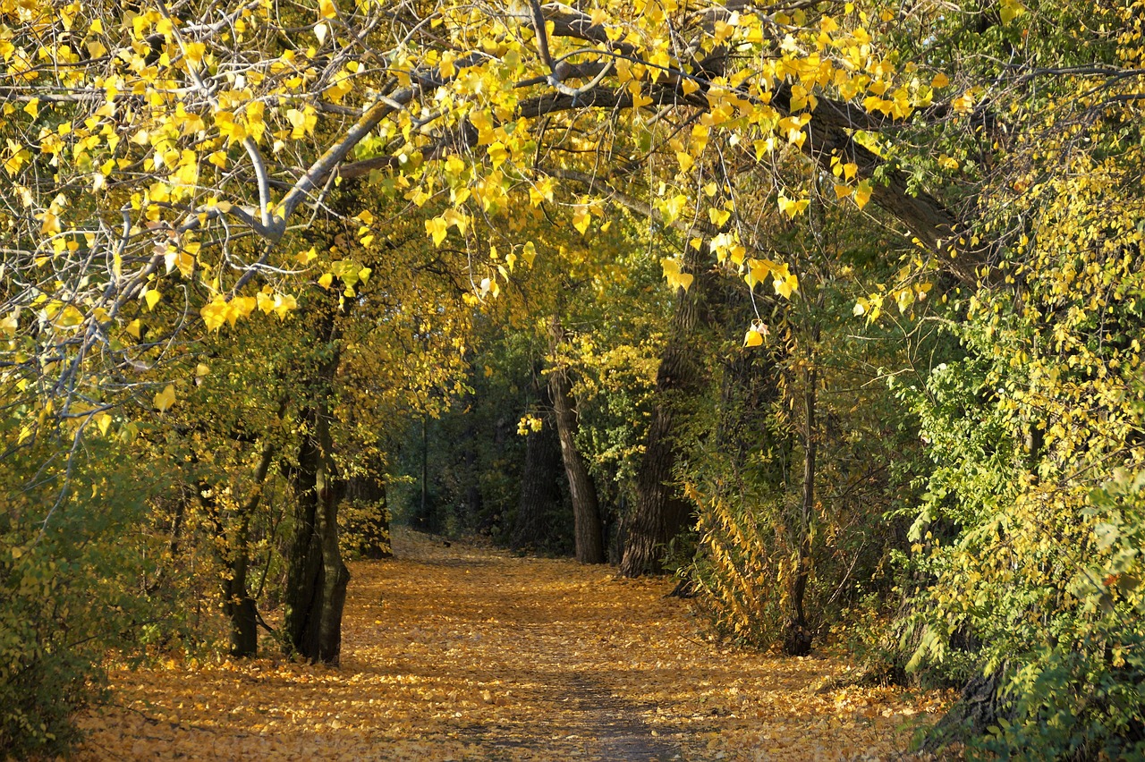 autumn  yellow  fallen free photo