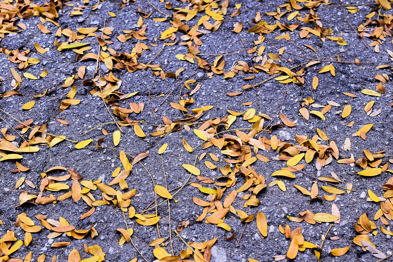 autumn  leaf  asphalt free photo