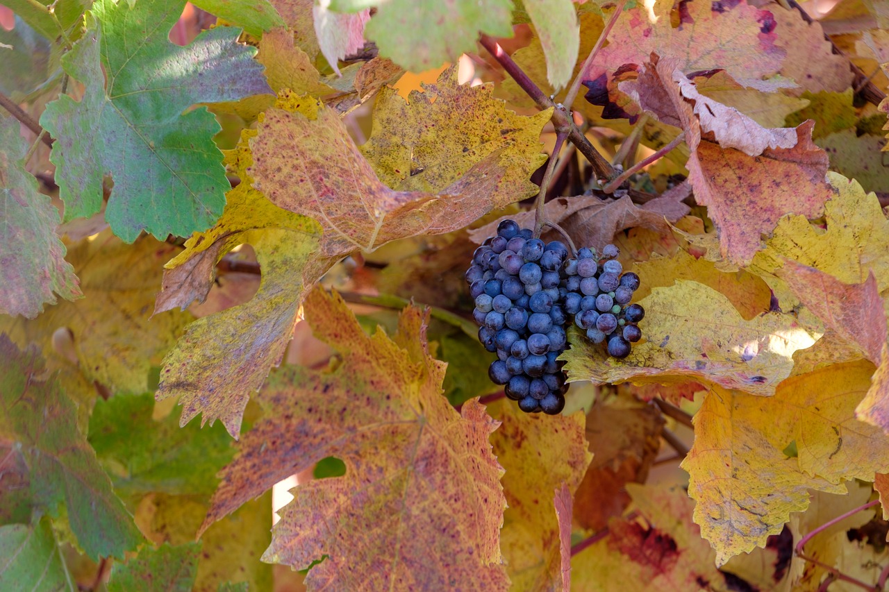 autumn  leaves  grapes free photo
