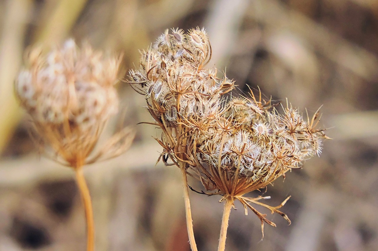 autumn  nature  wild-carrot free photo